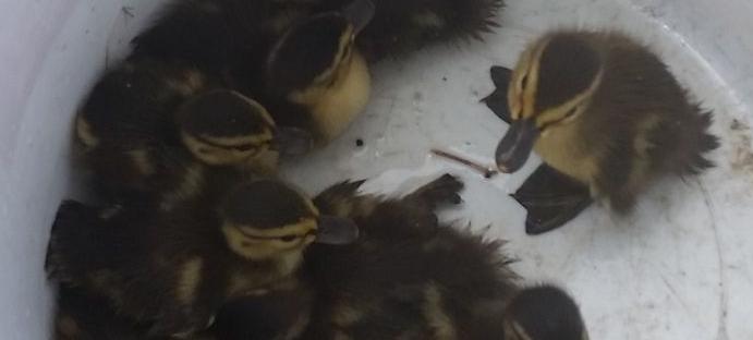 ducklings