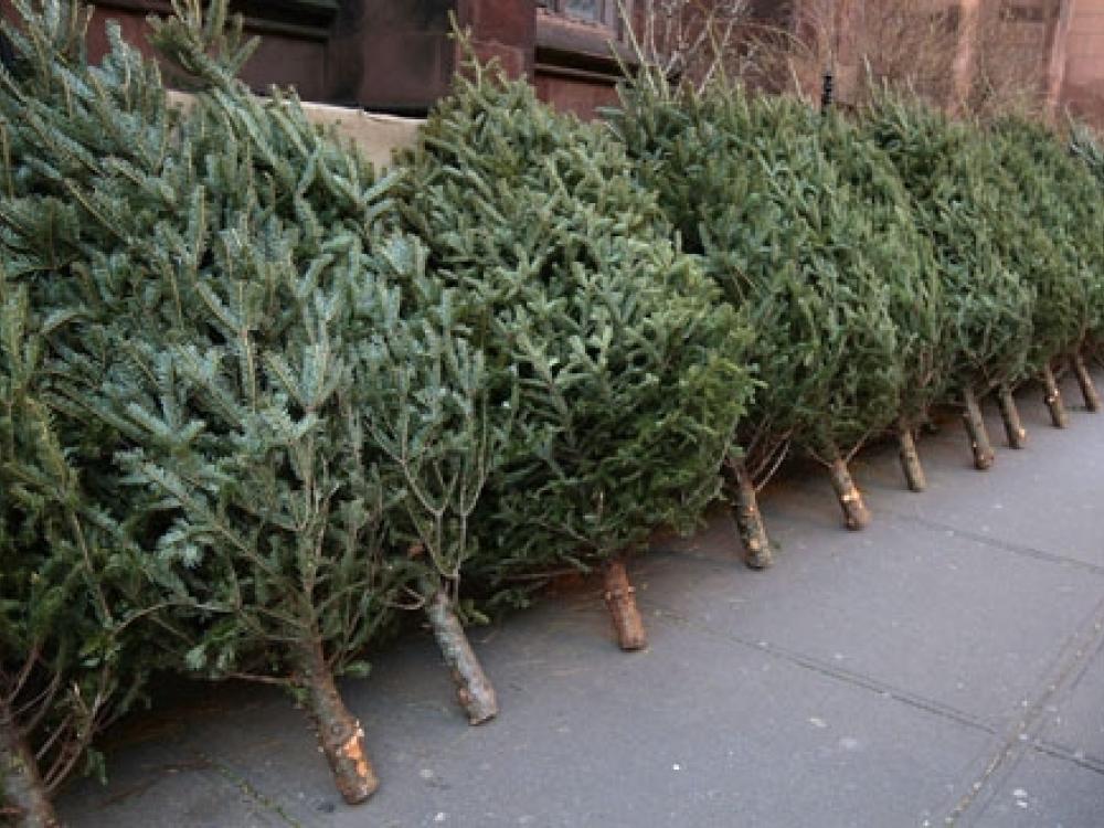 Natural christmas tree